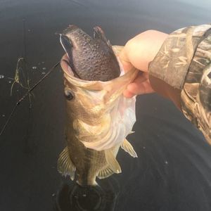 Meet your Posher, Jerry wyatt